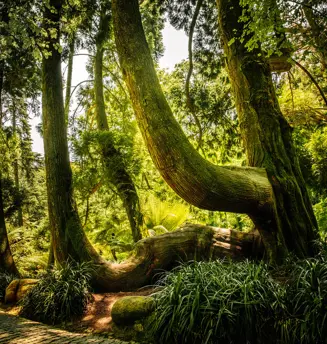Parques De Sintra Parque E Palacio Da Pena Tuia Gigante