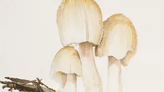 Coprinellus Micaceus, 56 X 77 Cm, Watercolor On Paper, 2019 Jpg Final