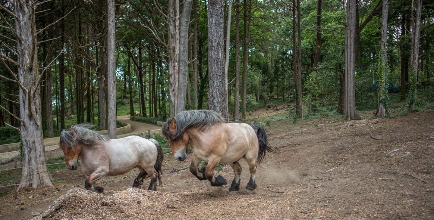 Cavalos Ardennais Na Quinta Ornamental Do Parque Da Pena A Galope