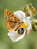 Bosque De Sintra Detalhe Borboleta Euphidrias Aurinia E Escaravelhos Sobre Flor Branca De Esteva