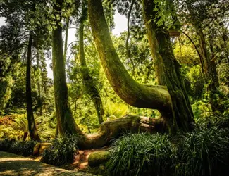 Parques De Sintra Parque E Palacio Da Pena Tuia Gigante (1)