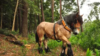 Quinta Pena Cavalos PSML 3 Lowres