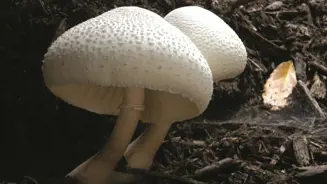 Leucoagaricus Bresadolae Var
